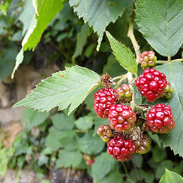 Japanese Wineberry, Wine Raspberry